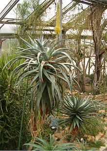 Typically disorderly rosette of slender spreading and recurved leaves Aloe africana HabitusLeavesInflorescence BotGard1205A.jpg