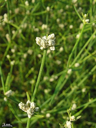 <i>Alternanthera filifolia</i> Species of flowering plant