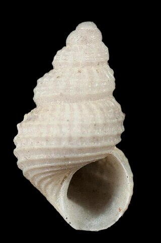 <i>Alvania jeffreysi</i> Species of gastropod