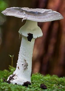 Amanita luteofusca 41405.jpg