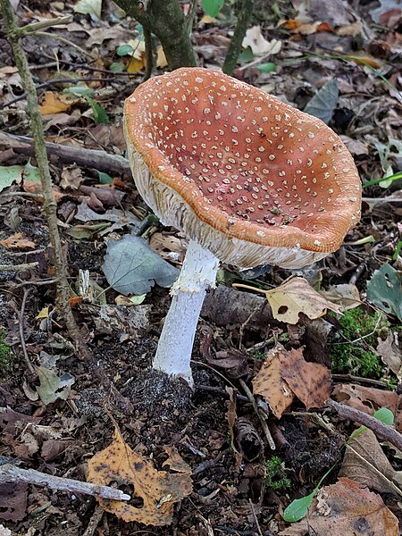 File:Amanita muscaria (Vliegenzwam) - Nieuw Leeuwenhorst, Noordwijkerhout, NL - 20180930 v5.jpg