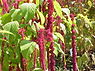 Klaroen (Amaranthus tricolor)