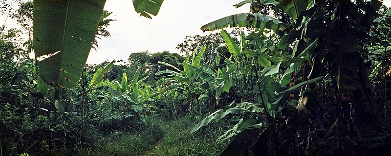 File:Amazonia Peruana 1980 09.jpg