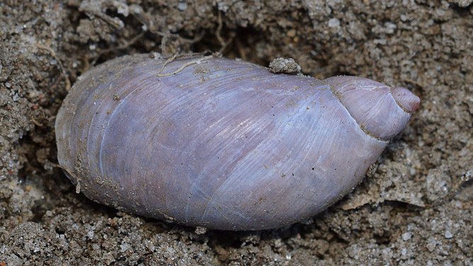 Amber Snail (Succineidae)