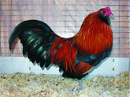 Fail:Ameraucana_wheaten_bantam_male.jpg