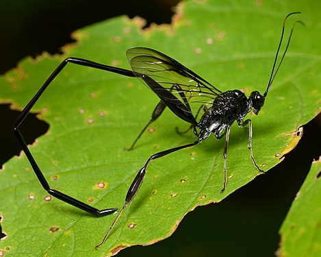 American Pelecinid Wasp (Pelecinus polyturator)