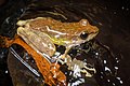 Amolops panhai, Panha's torrent frog - Kui Buri Natioal Park (40612198013).jpg