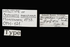 File:Amphilepis ingolfiana - OPH-000121 label.tif (Category:Echinodermata in the Natural History Museum of Denmark)