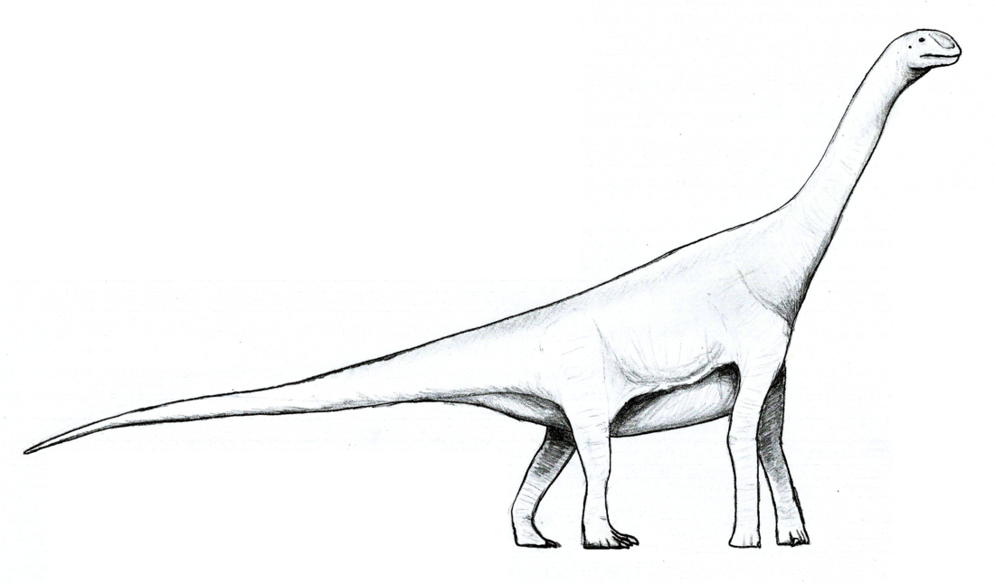 Amygdalodon patagonicus