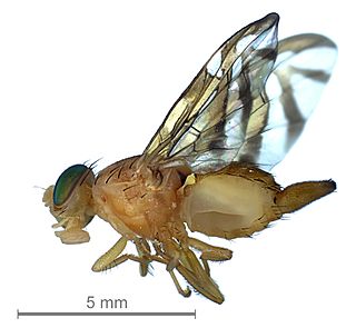 <i>Anastrepha obliqua</i> Species of fly