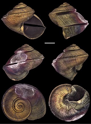 <i>Anatoma yaroni</i> Species of gastropod
