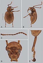 Miniatura para Andersonoplatus flavus