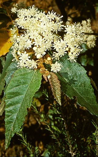 <i>Androcalva rossii</i> Species of shrub
