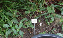 Aneilema umbrosum - Ботанический сад, Дрезден, Германия - DSC08549.JPG