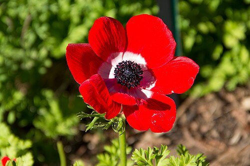 Papaver rupifragum, "Orange Feather", "Spanish Poppy" 2