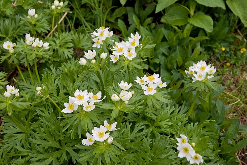 File:Anemone narcissiflora 22.jpg