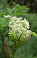 Angelica sylvestris