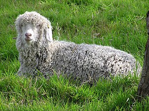 Cabra de Angora en reposo