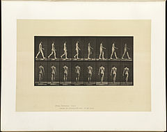 Animal locomotion. Plate 9 (Boston Public Library).jpg