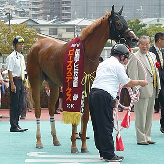 <span class="mw-page-title-main">Rose Stakes</span> Japanese horse race