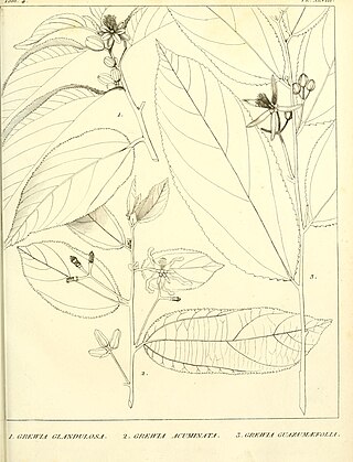 <i>Grewia glandulosa</i> Species of flowering plant