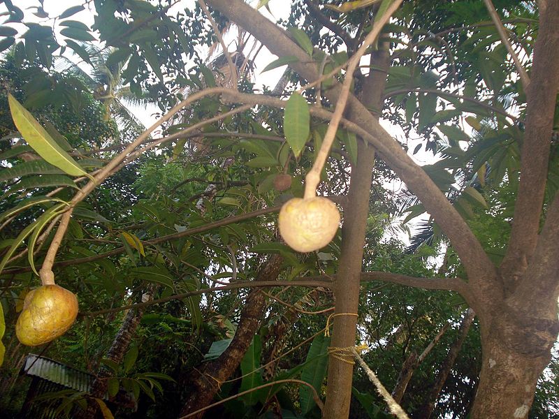 File:Annona reticulata fruit.JPG