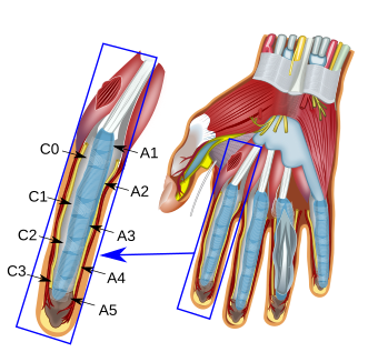 Annular and cruciform parts of fibrous sheath over flexor tendon sheaths.svg