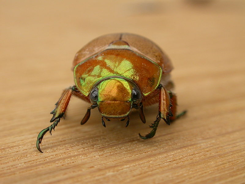 File:Anoplognathus chloropyrus (3081293657).jpg