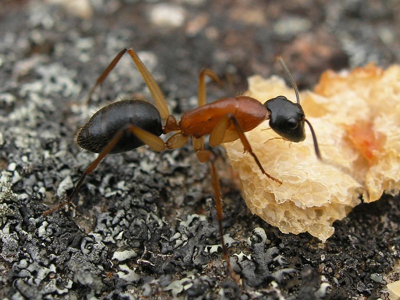 File:Ant (3298409479).jpg