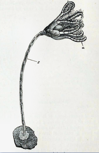 <i>Antedon bifida</i> Species of crinoid