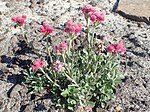 Antennaria dioica kz08.jpg