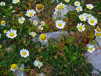 Anthemis chia Habitus