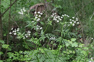 <i>Anthriscus sylvestris</i> Species of flowering plant