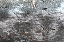 Detail of Apollo 12 heat shield Apollo 12 heat shield.JPG