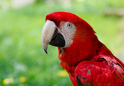 Ara macao (Scarlet Macaw)