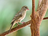 State Bird of Yemen