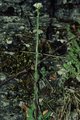 Ruige scheefkelk (Arabis hirsuta subsp. hirsuta)