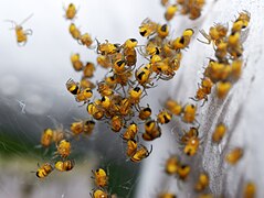 12.7.08 Gartenkreuzspinnen