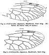 Fore and hindwings of Archiinocellia oligoneura.