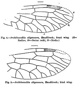Передні і задні крила Archiinocellia oligoneura