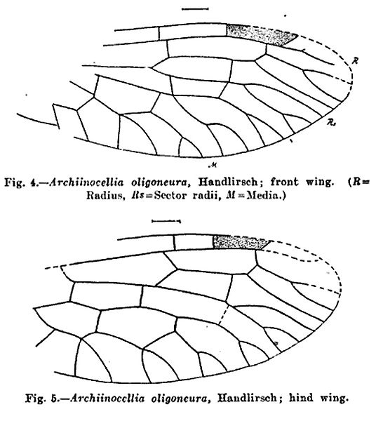 Archiinocellia oligoneura (1910 illustration)