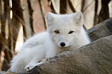 Renard de petite taille au pelage blanc, vu de face.