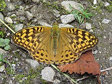 Arginnnis kamala - Гүлдер аңғары ұлттық паркіндегі қарапайым күміс жолақ - LGFC кезінде - VOF 2019 (47) .jpg