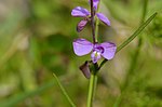 Vignette pour Asemeia violacea