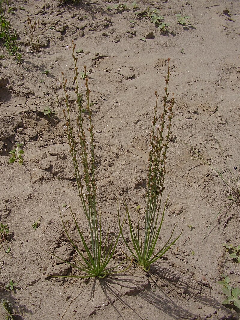 Asphodelus tenuifolius.JPG