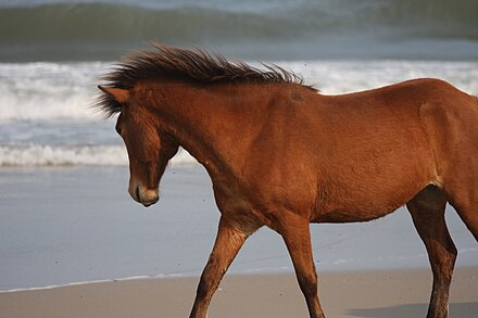 Wild pony on the beach