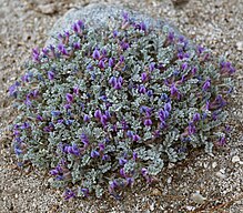 Astragalus purshii cushion-plant by rock