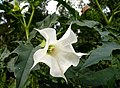 Květ durmanu obecného