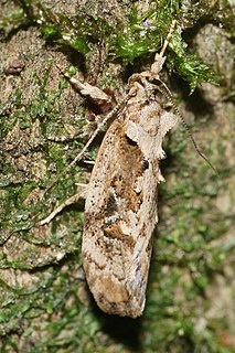 <i>Atomotricha isogama</i> Species of moth endemic to New Zealand