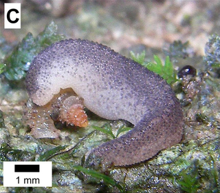 <i>Plectostoma concinnum</i> Species of gastropod